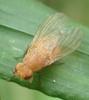 Sapromyzosoma laevatrispina